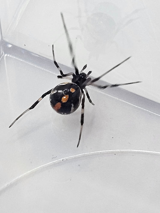 Southern Black Widow (Latrodectus mactans) Juveniles/Subadults