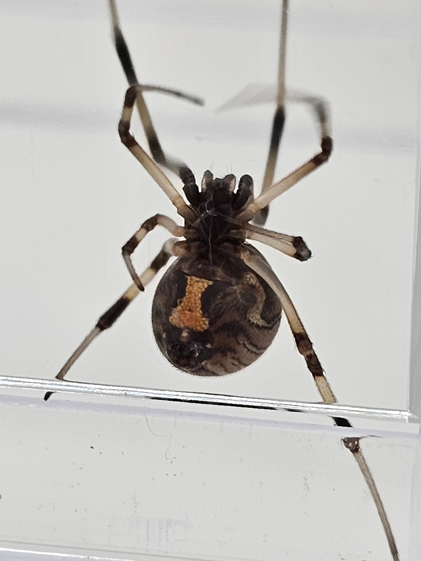 Brown Widow (Latrodectus geometricus) Spiderlings