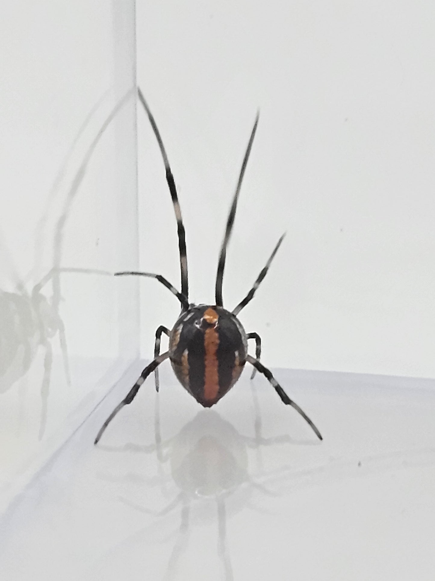 Southern Black Widow (Latrodectus mactans) Juveniles/Subadults