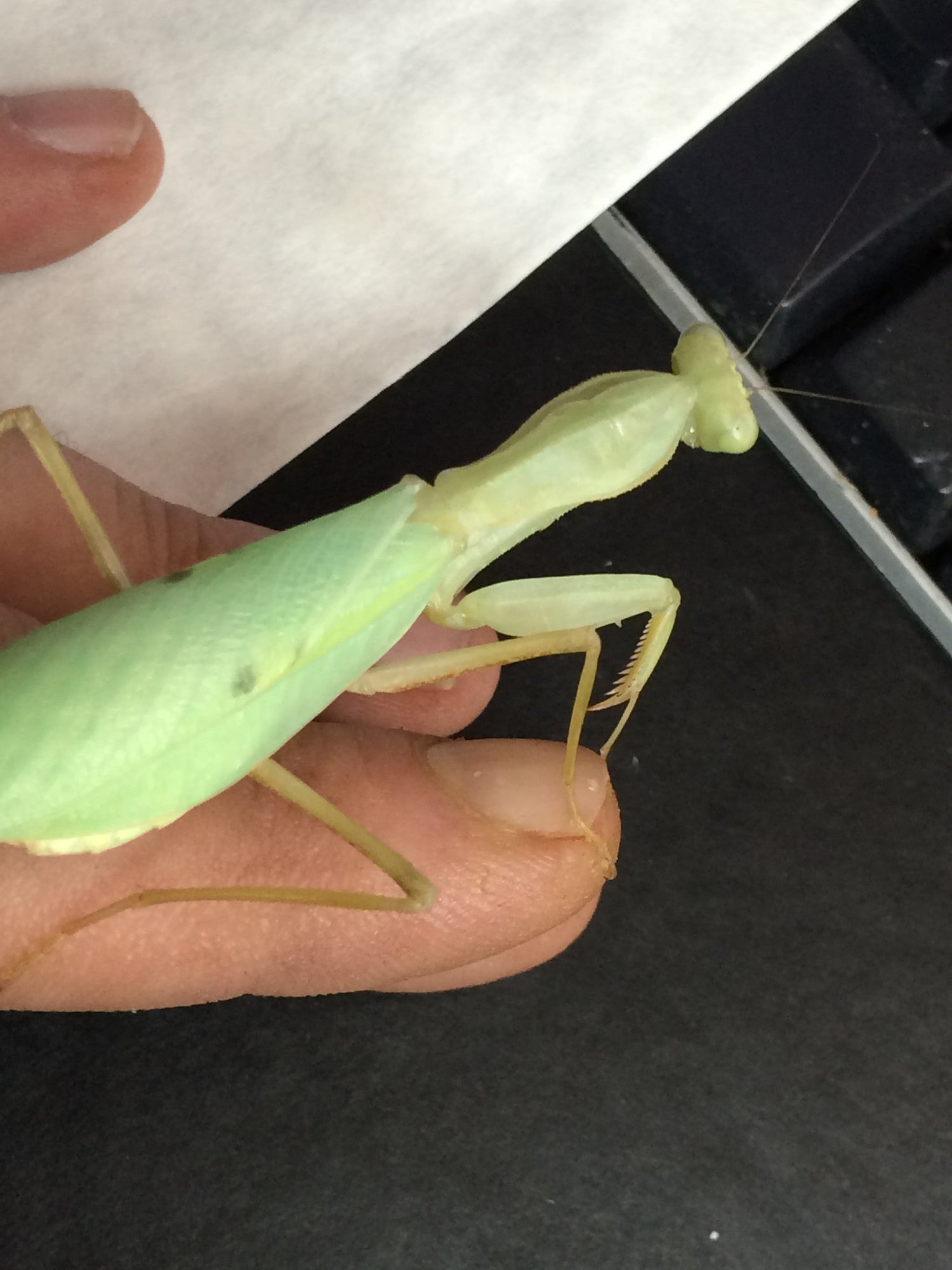 Sphodromantis lineola (Giant African Mantis)
