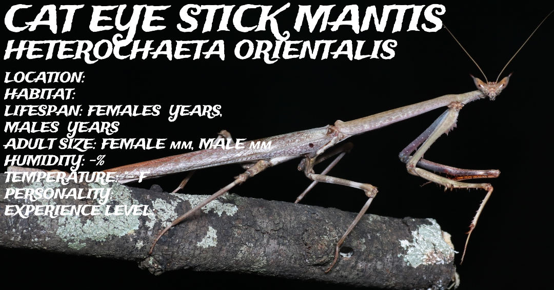 Heterochaeta orientalis (Cat Eye Stick Mantis)