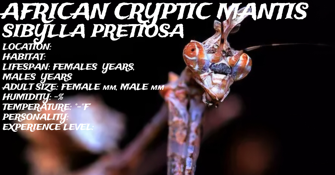 Sibylla pretiosa (Cryptic Mantis)