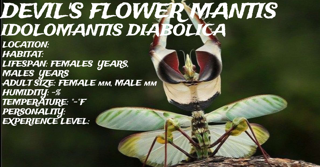 Idolomantis diabolica (Devil's Flower Mantis)