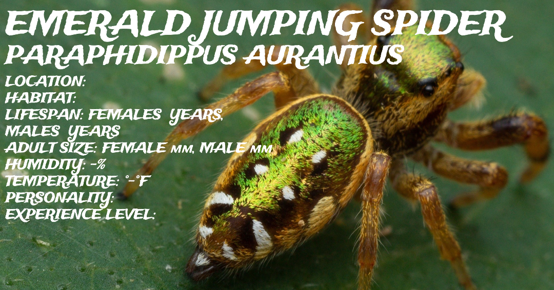 Paraphidippus aurantius (Emerald Jumping Spider)