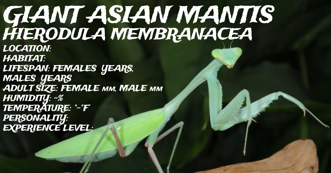 Hierodula membranacea (Giant Asian Mantis)