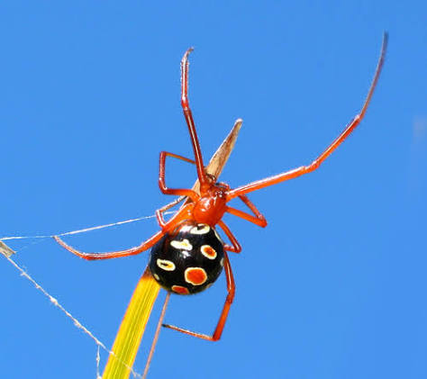 Latrodectus bishopi (Red Widow)