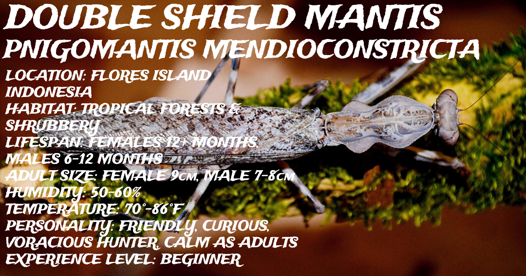 Pnigomantis medioconstricta (Double Shield Mantis)