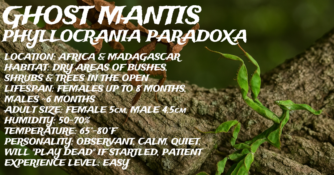 Phyllocrania paradoxa (Ghost Mantis)