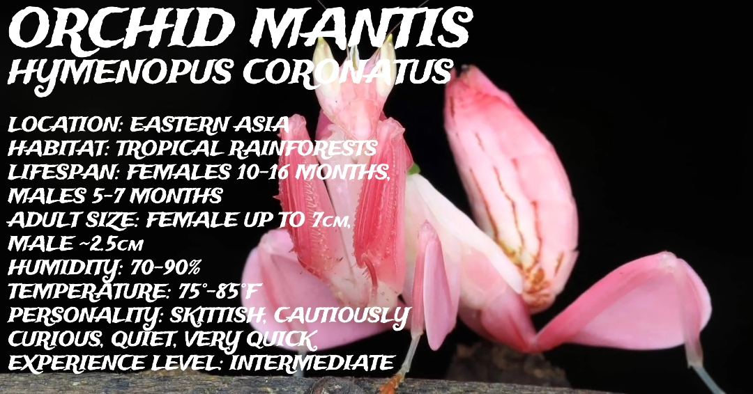 Hymenopus coronatus (Orchid Mantis - Indonesian)