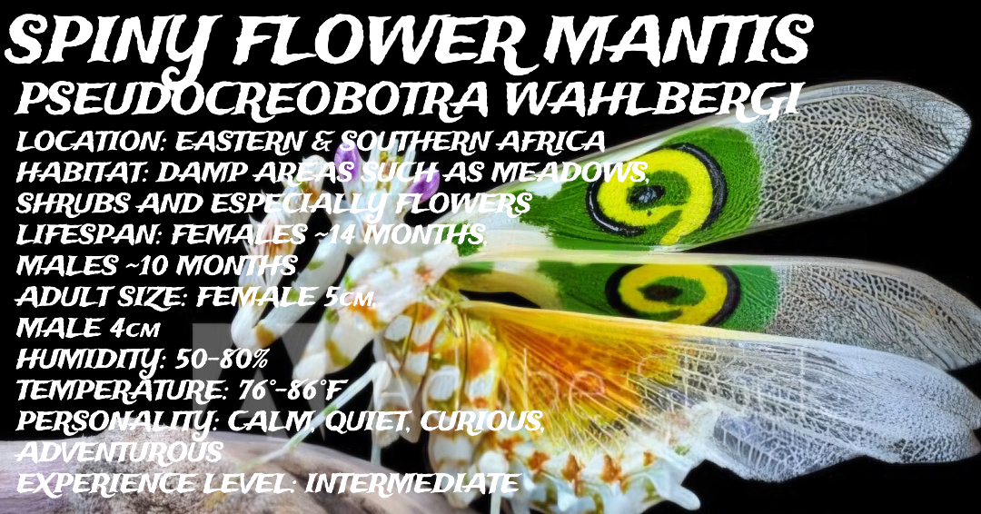 Pseudocrobotra wahlbergi (Spiny Flower Mantis)
