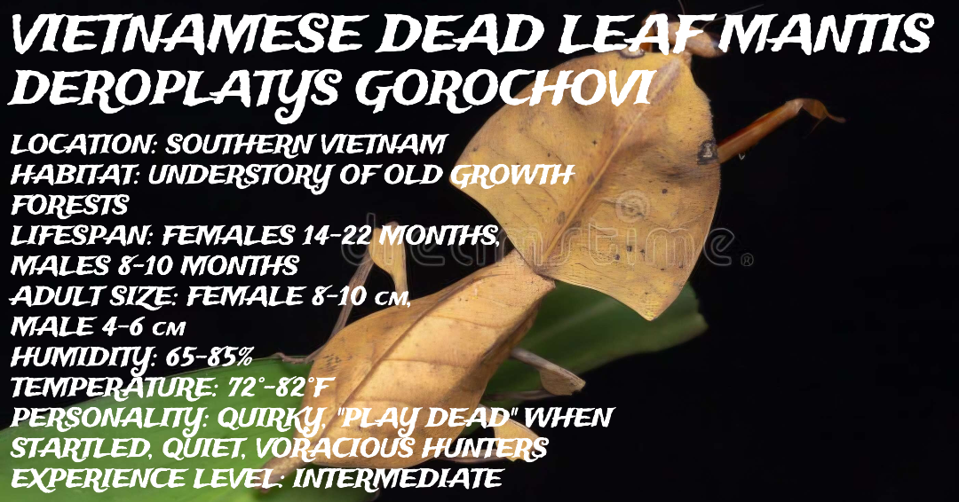 Deroplatys gorochovi (Vietnamese Dead Leaf Mantis)
