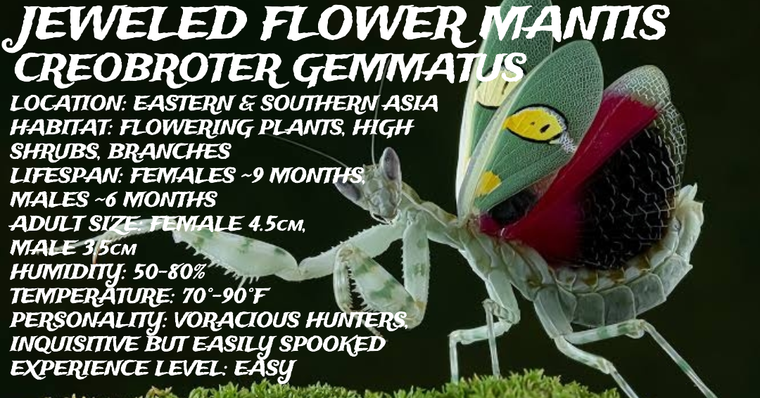 Creobroter gemmatus (Asian Jeweled Flower Mantis)