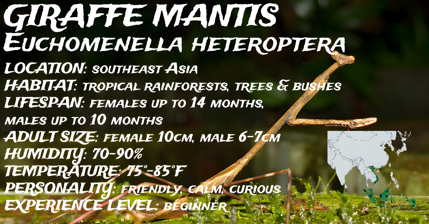 Euchomenella heteroptera (Giraffe Mantis)