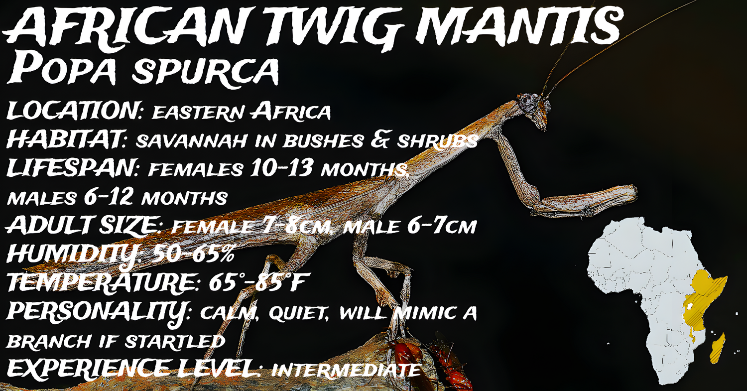 Popa spurca (African Twig Mantis)
