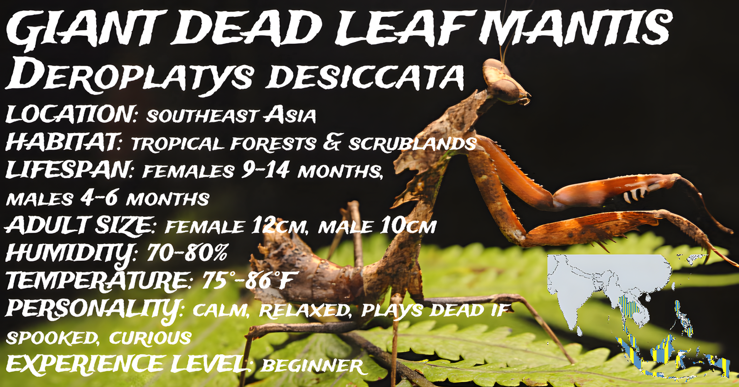 Deroplatys desiccata (Giant Dead Leaf Mantis)