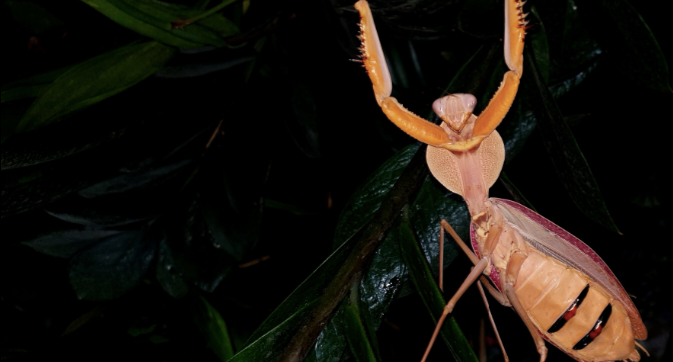 Hierodula timorensis (Timor Giant Mantis)