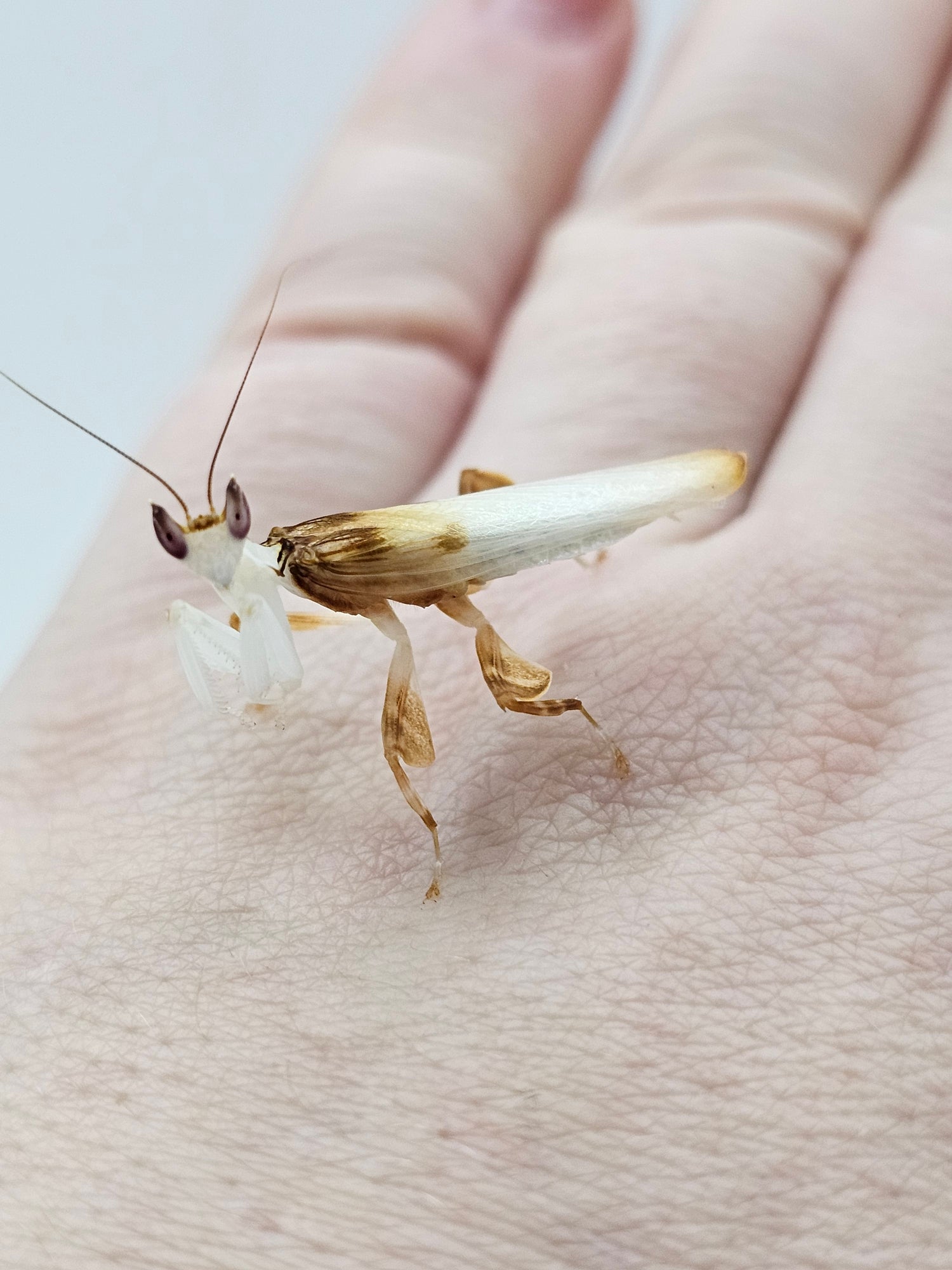 Hymenopus coronatus (Orchid Mantis - Indonesian)