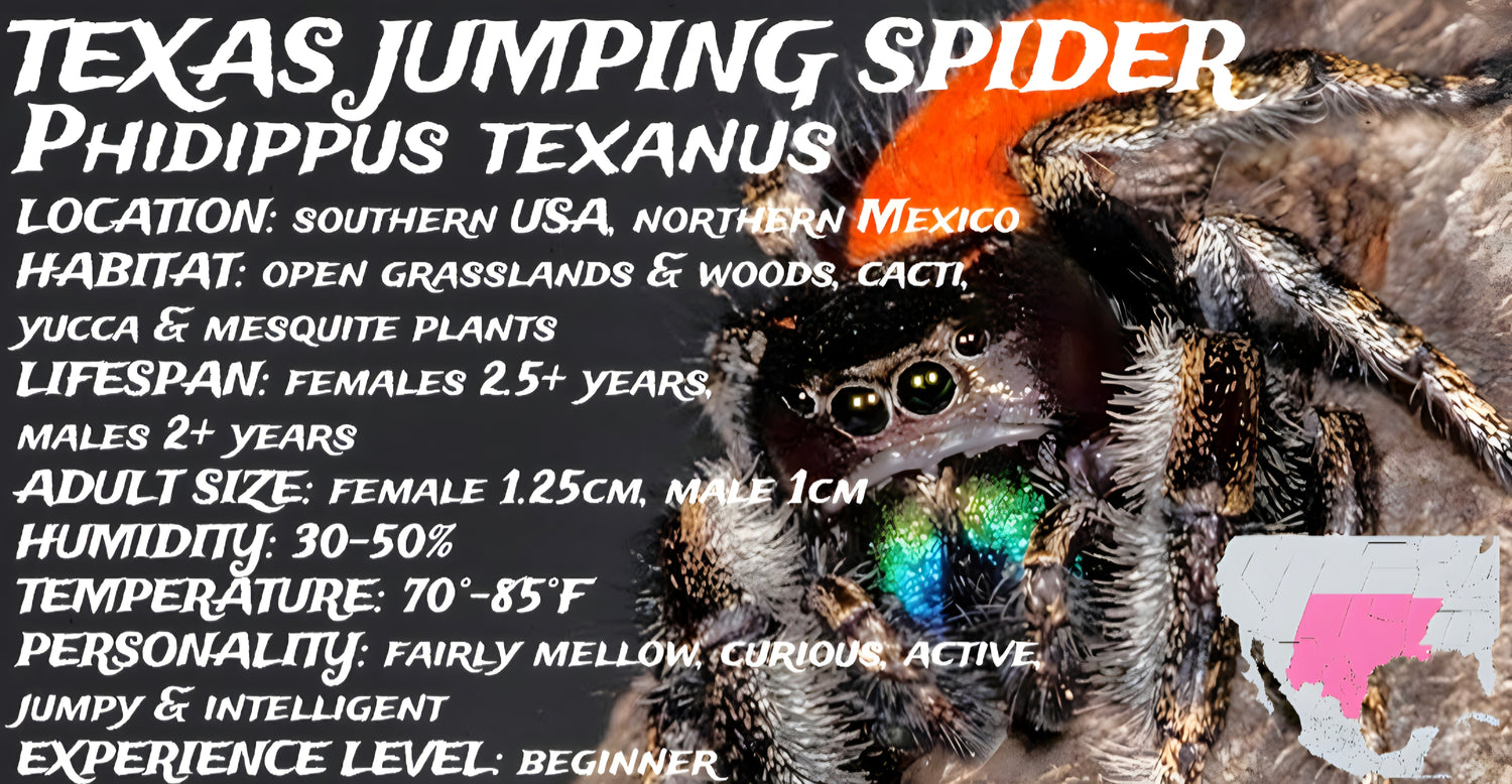 Phidippus texanus (Texas Jumping Spider)