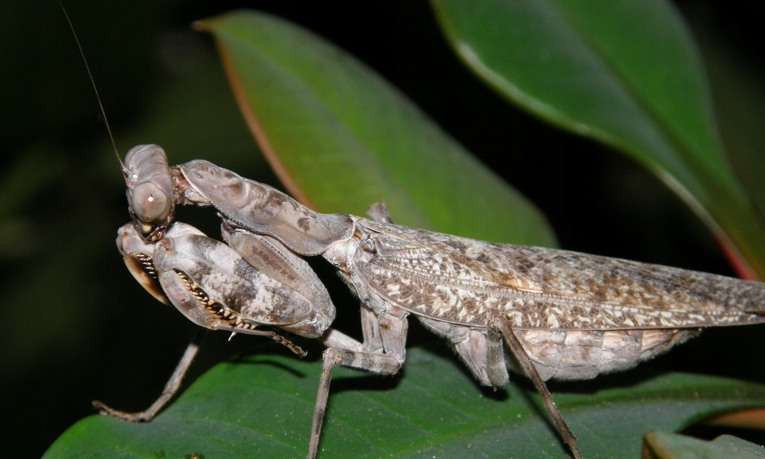 Pnigomantis medioconstricta (Double Shield Mantis)