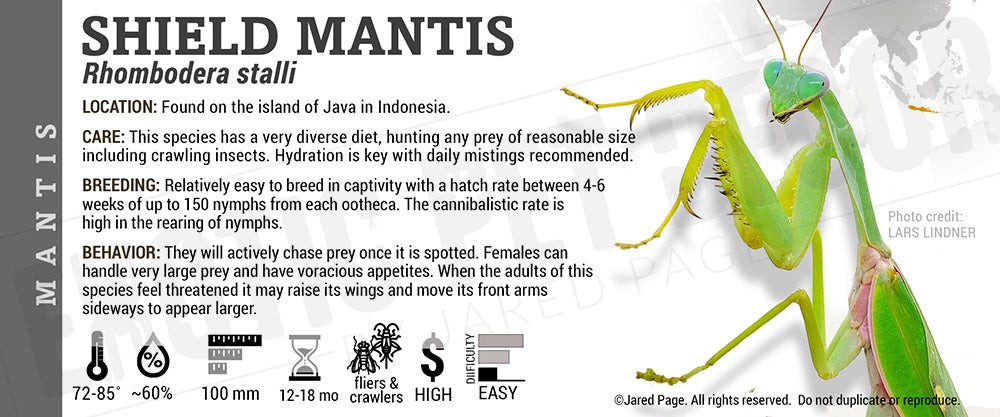 Rhombodera stalli (Giant Shield Mantis)