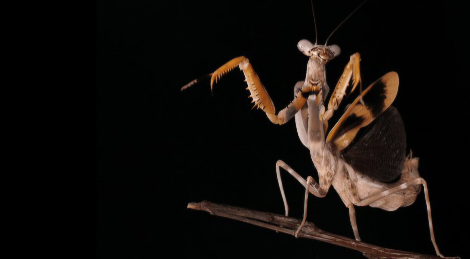 Parasphendale agrionina (Budwing Mantis)