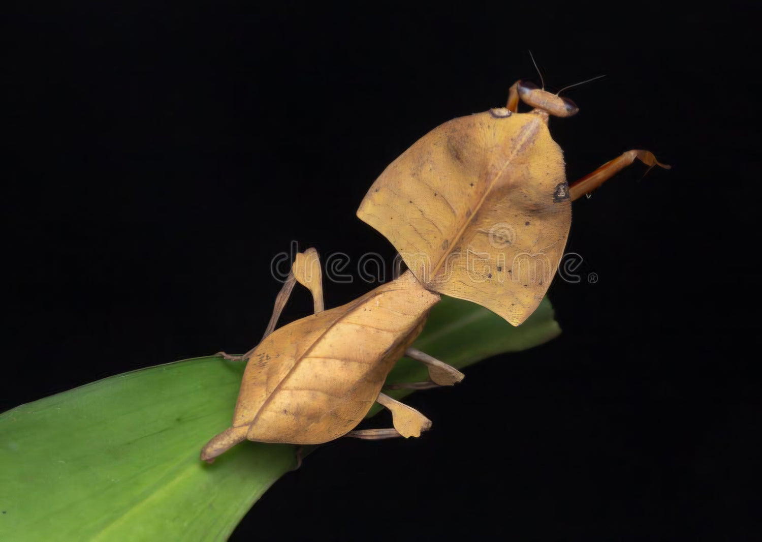 Deroplatys gorochovi (Vietnamese Dead Leaf Mantis)