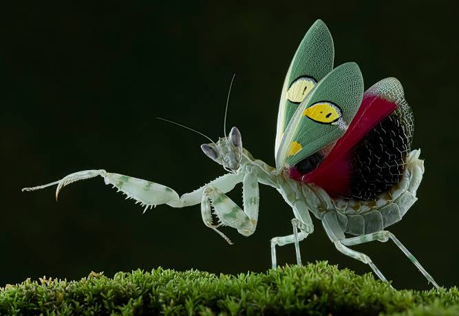 Creobroter gemmatus (Asian Jeweled Flower Mantis)