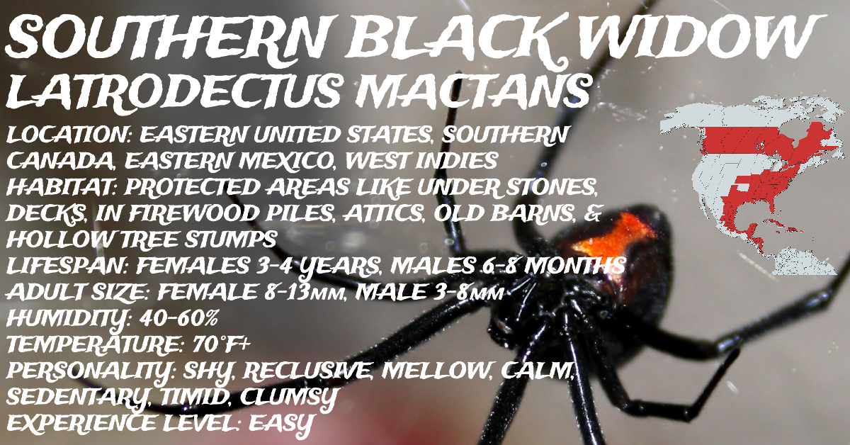 Latrodectus mactans (Southern Black Widow)