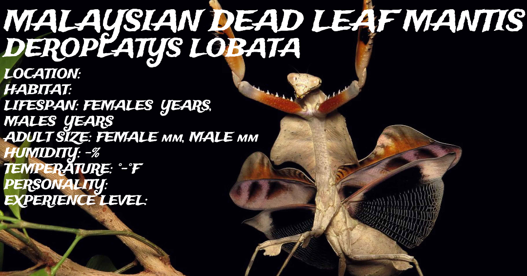 Deroplatys lobata (Malaysian Dead Leaf Mantis)