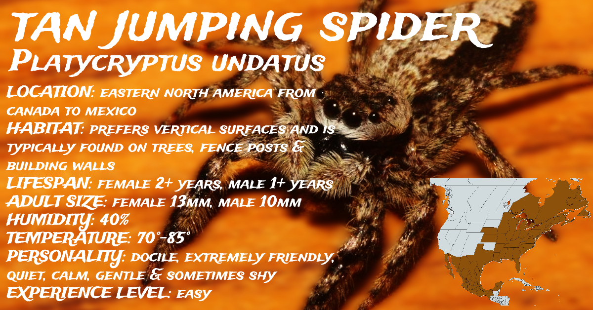 Platycryptus unandatus (Tan Jumping Spider)