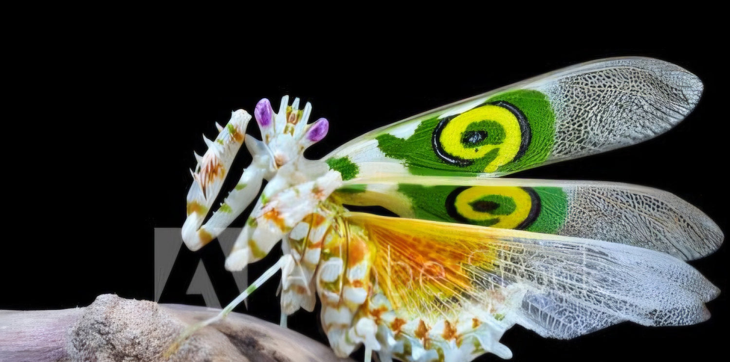 Pseudocrobotra wahlbergi (Spiny Flower Mantis)