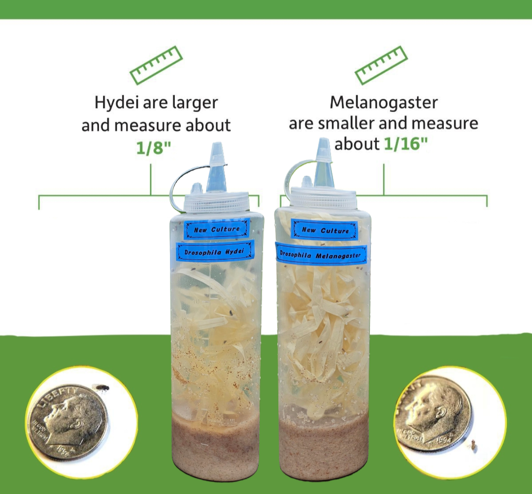 Easy Squeeze Flightless Fruit Fly Bottle Cultures
