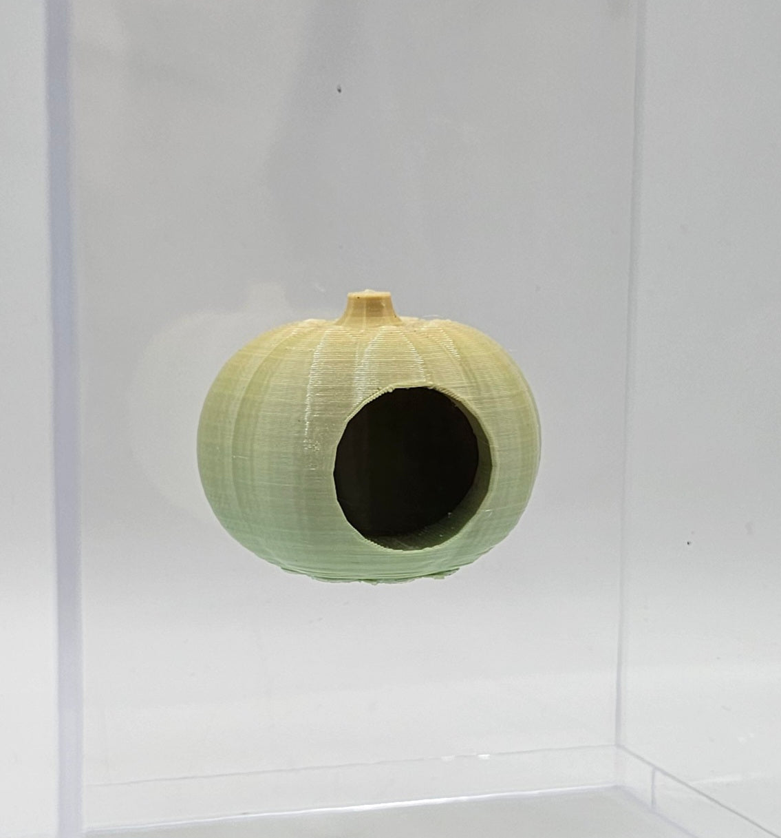 Pumpkin Hide