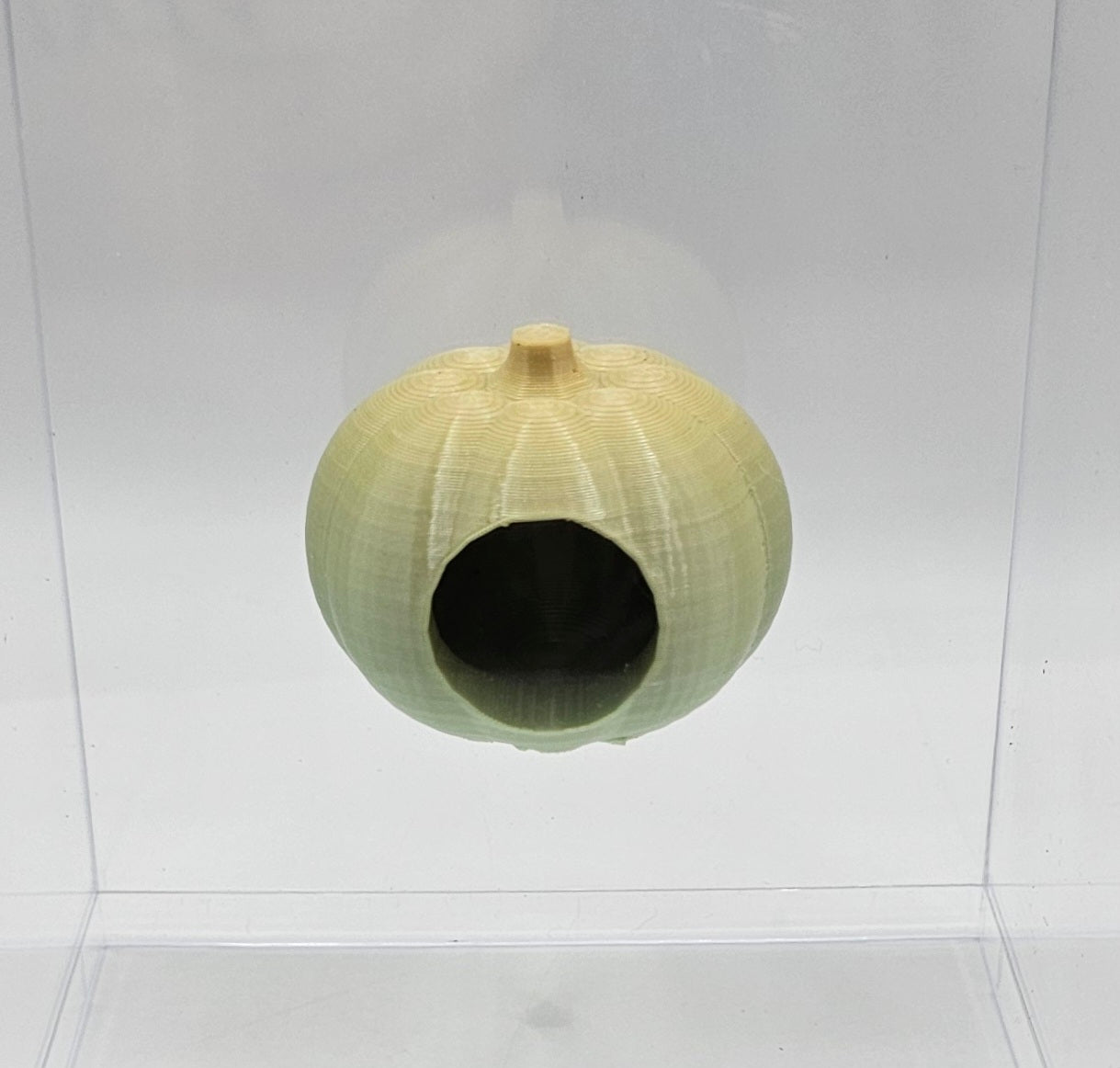 Pumpkin Hide