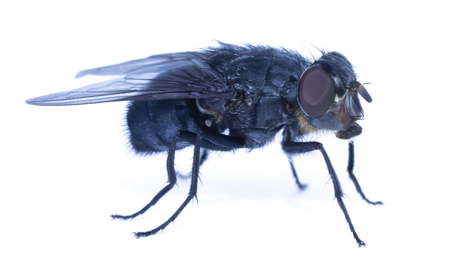 Blue Bottle Fly Spikes