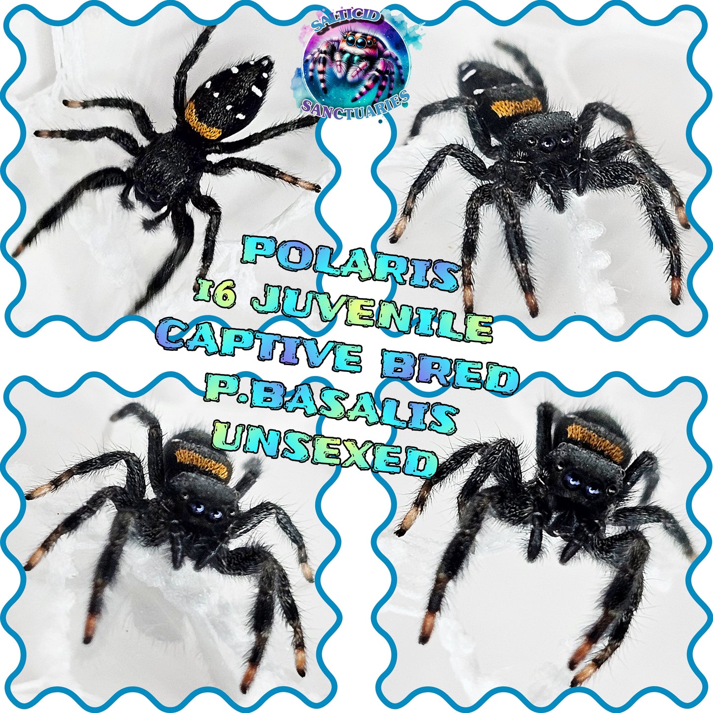 "Polaris"