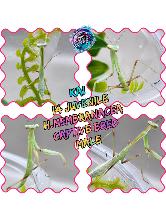 "Kai"
