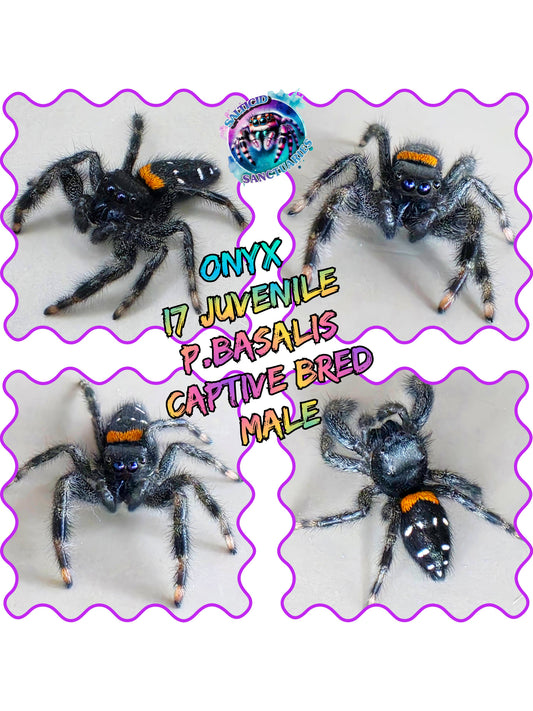 "Onyx"