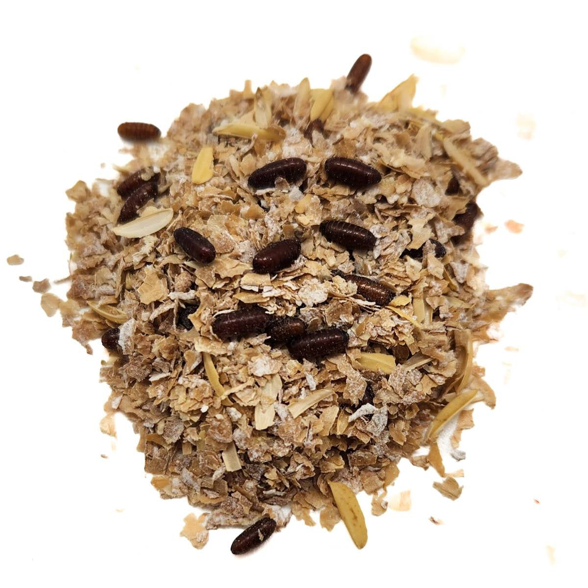 House Fly Pupae