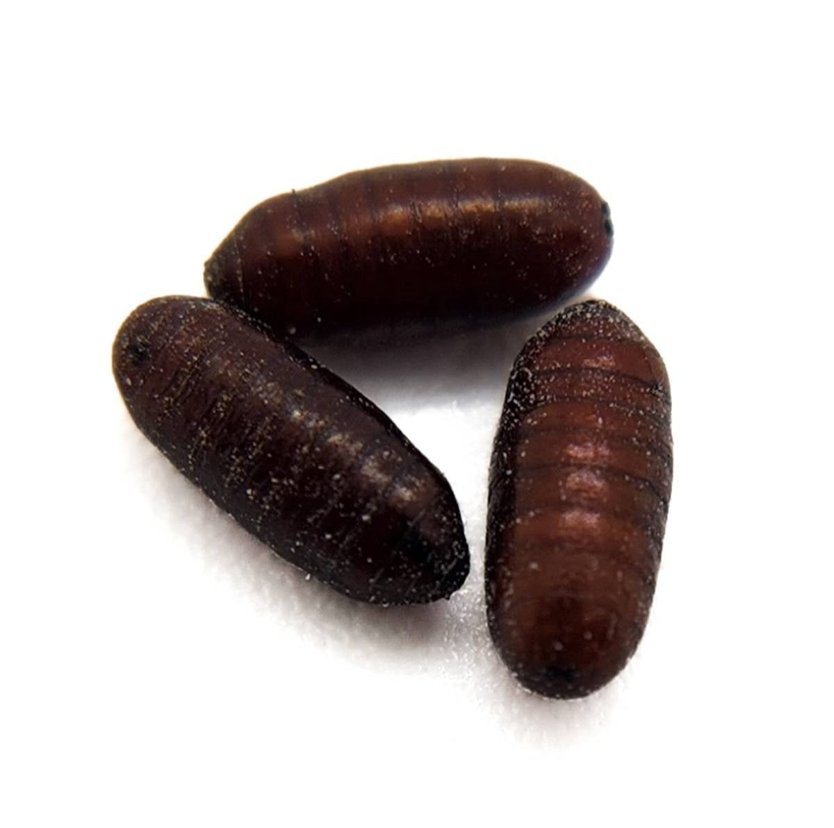 House Fly Pupae