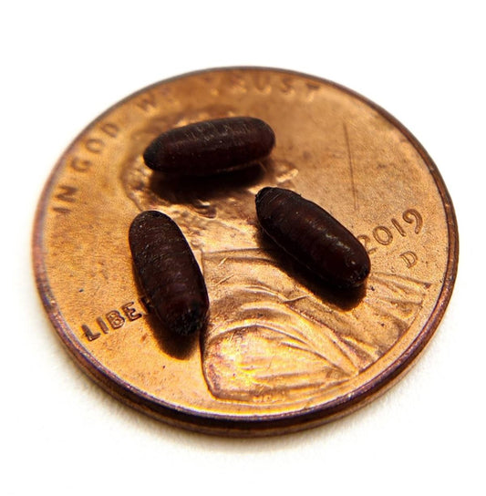 House Fly Pupae