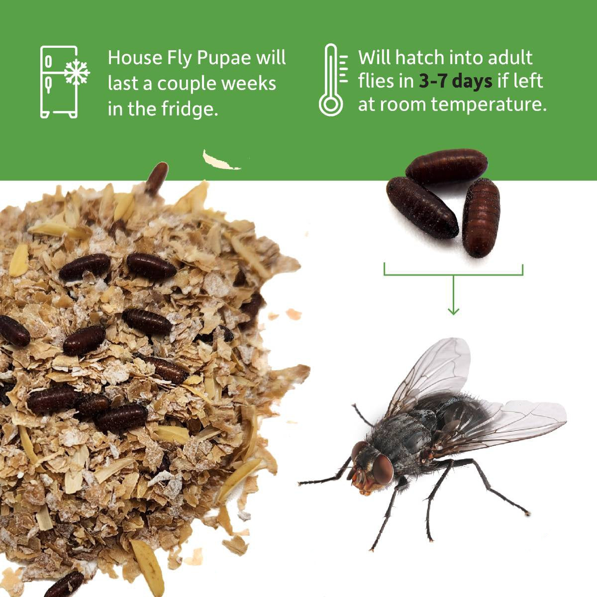House Fly Pupae