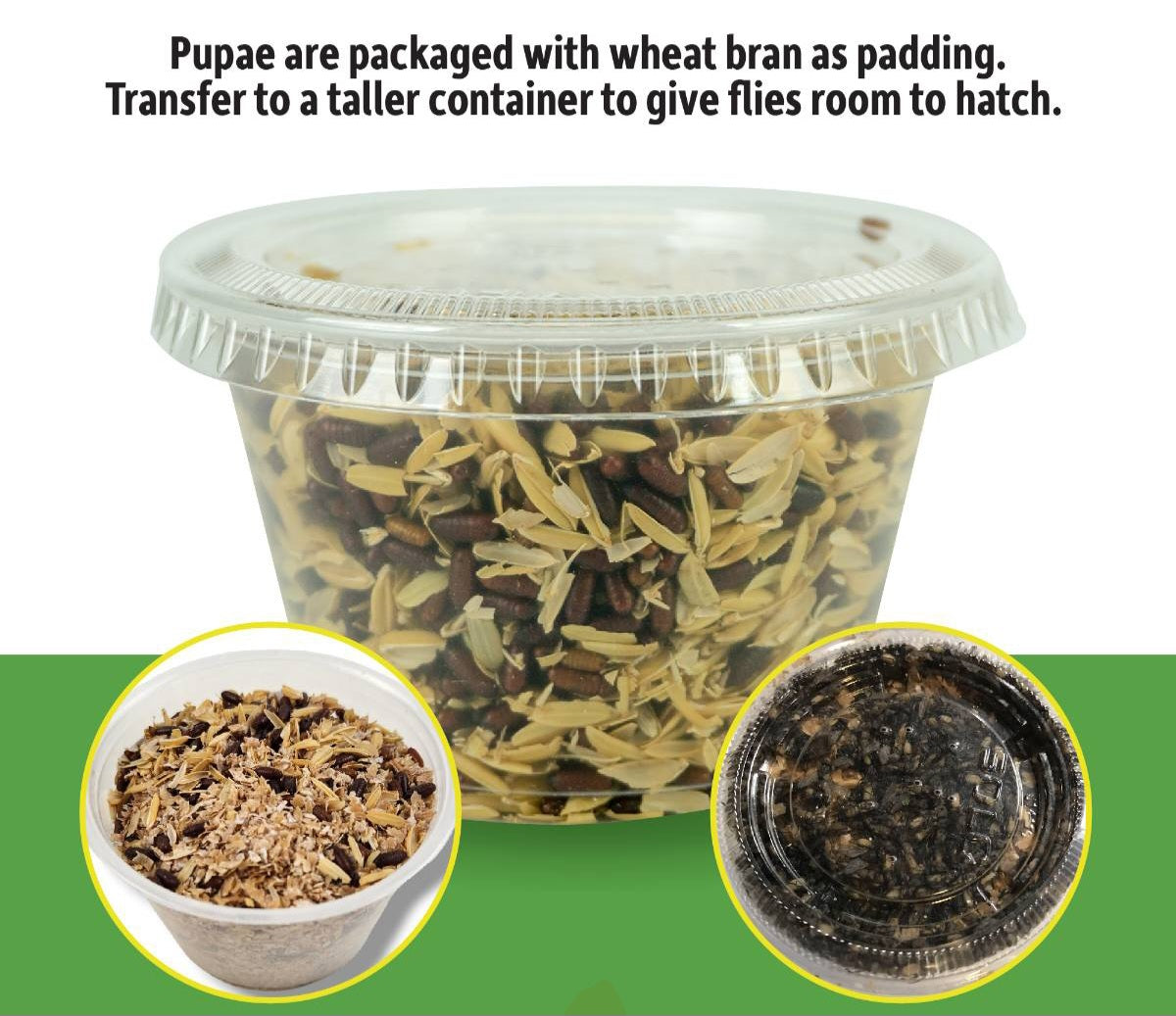 House Fly Pupae