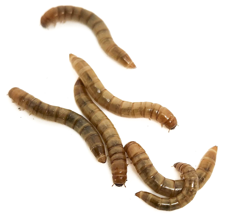 Mini Mealies
