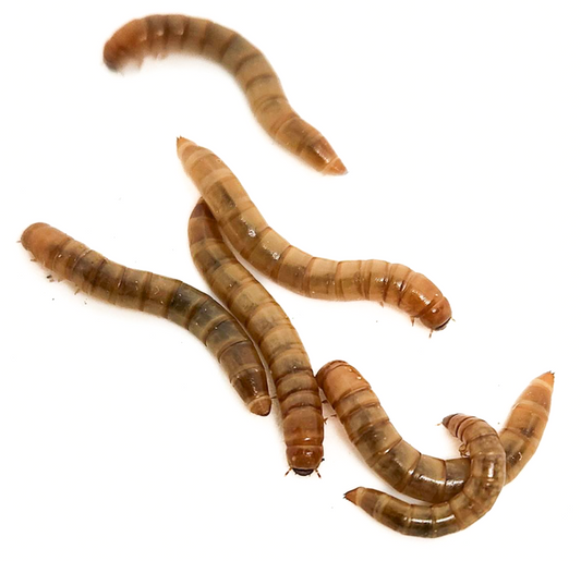Mini Mealies