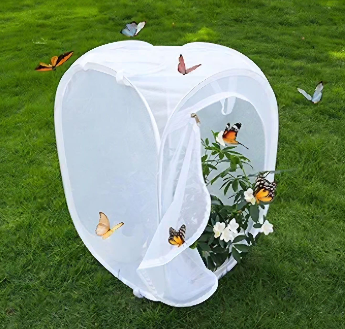 XL Mesh Mantis/Butterfly Enclosure