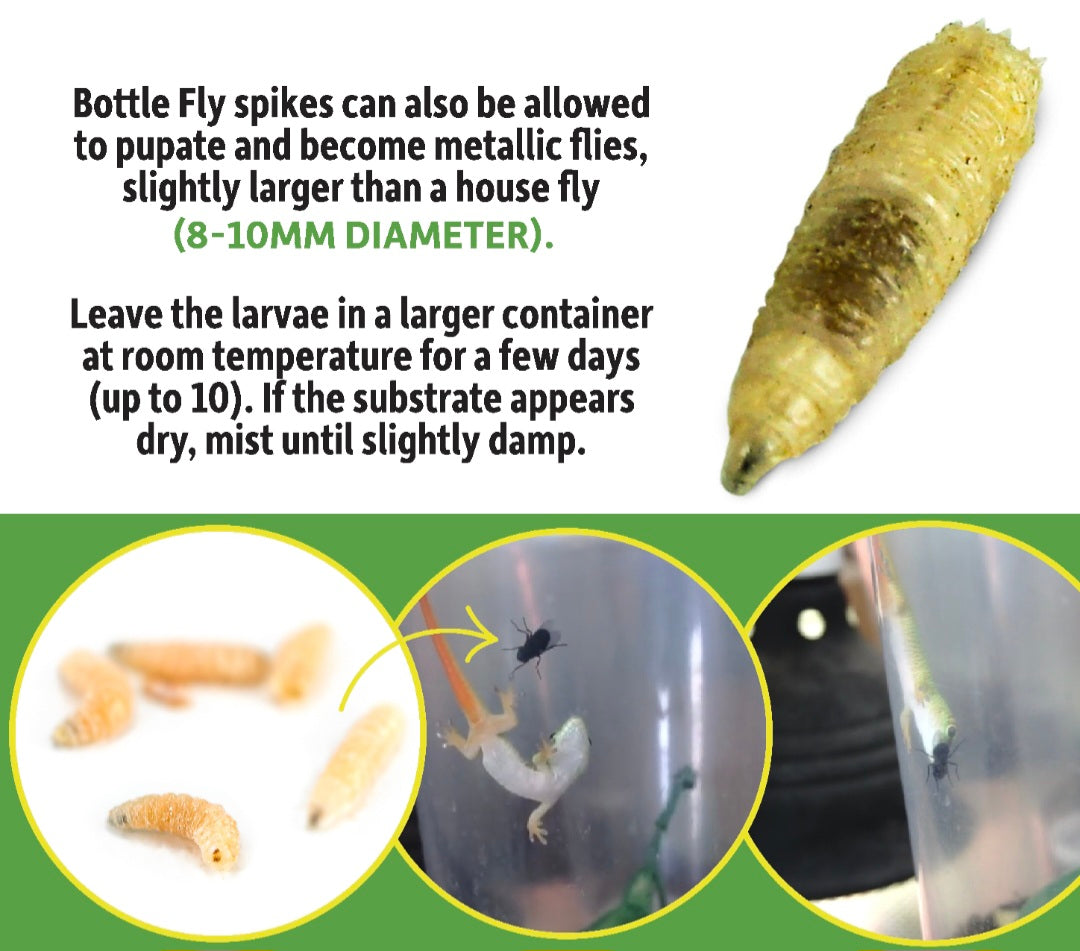 Blue Bottle Fly Spikes
