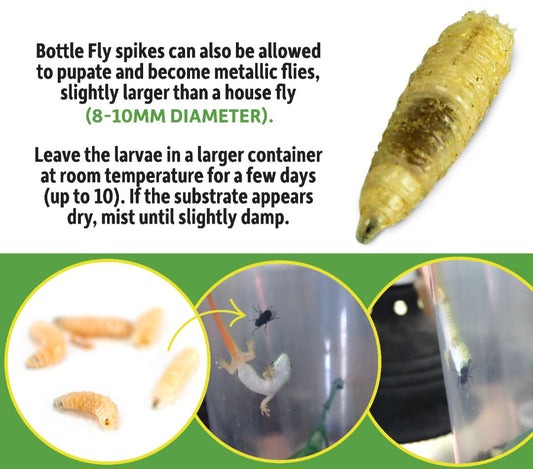 Blue Bottle Fly Spikes