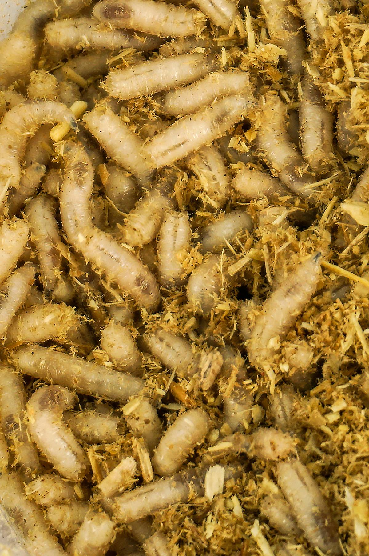 Blue Bottle Fly Spikes