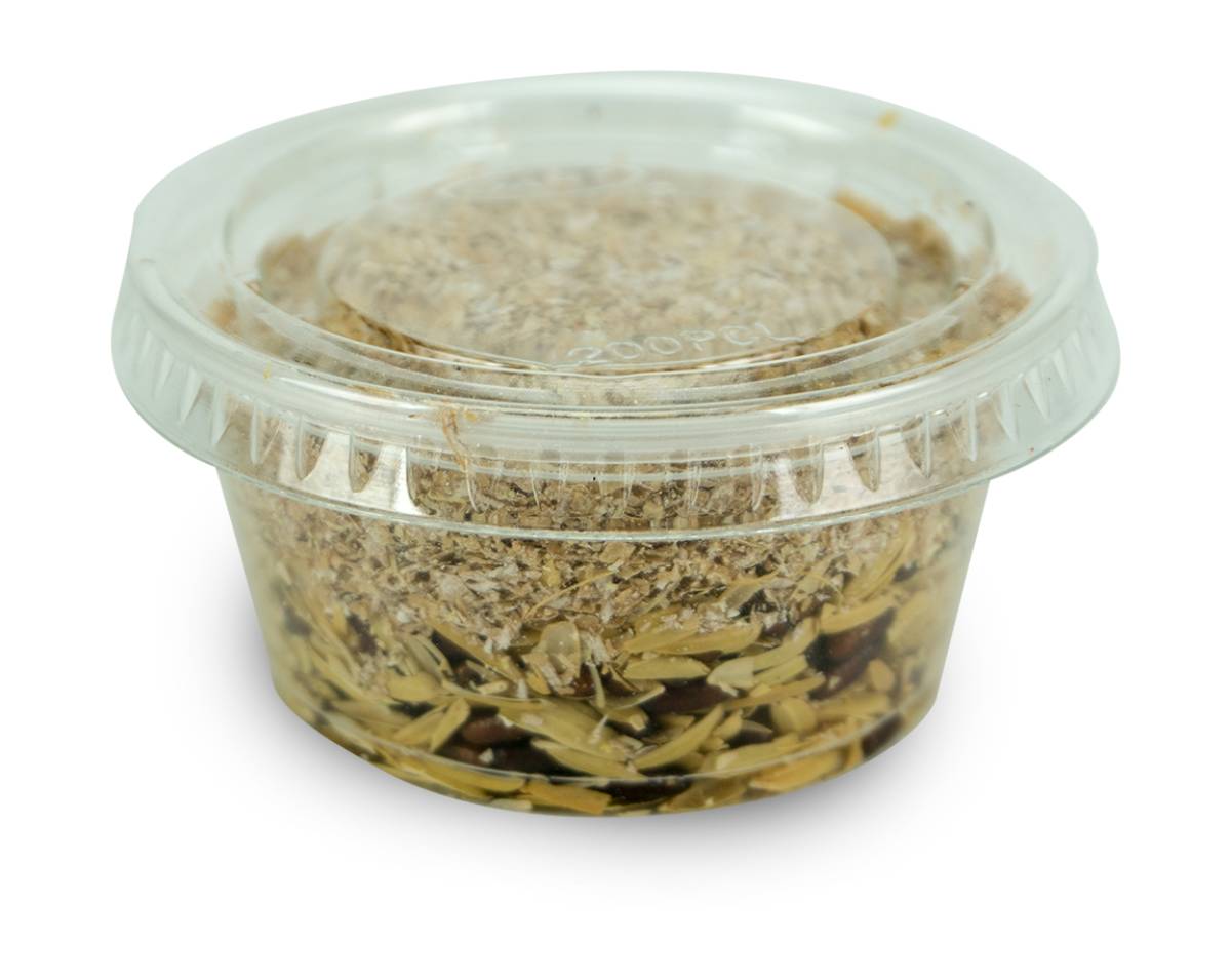 House Fly Pupae